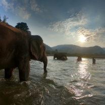 Elephants in River at Elephant Sanctuary 