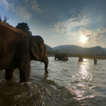 Elephants in River at Elephant Sanctuary 