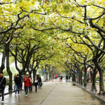 Shanghai Normal University - student walkway