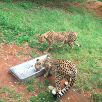 Ann van Dyk Cheetah Centre 