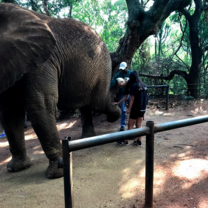 Elephant Sanctuary 