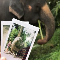 elephant experience 