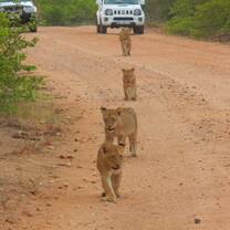 lion cubs