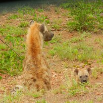 Hyenas