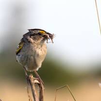 sparrow