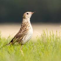 pipit