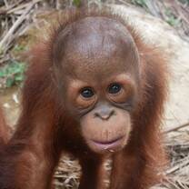 Cute Baby Orangutan
