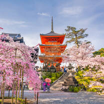 Discover the beauty of Japan on an international internship