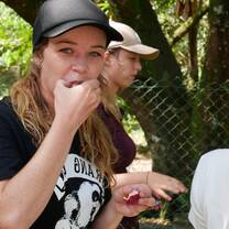 Tasting orangutan's food