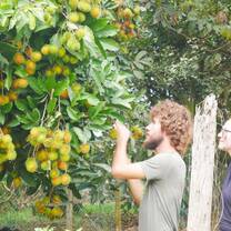 Picking hairy fruit "Rambutan"