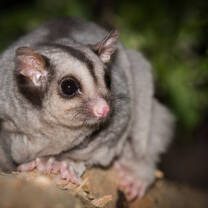 Endangered Mahogany Glider