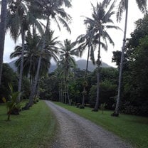 Fruit farm in Daintree