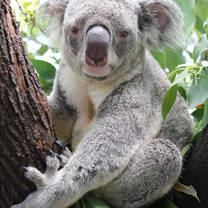 Northern Koala