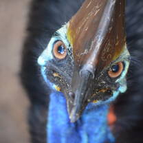 Endangered Southern Cassowary