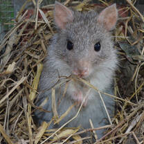 Rufous bettong