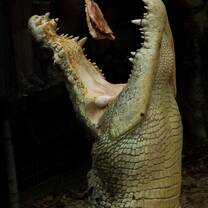 Estuarine Crocodile