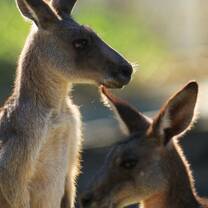 Eastern Grey Kangaroo