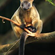 Lumholtz's Tree Kangaroo