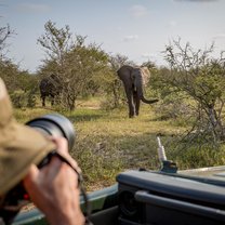 elephant, photography, photographer, game drive, safari, africa, wildlife, wildlife photography