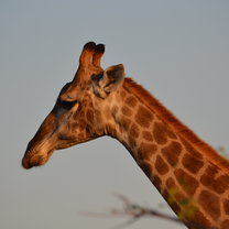 Giraph 