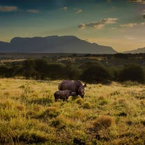 Rhino with calf