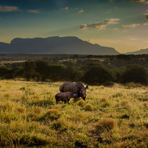 Rhino with calf