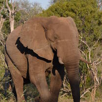 🐘🐘🐘