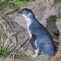 Penguins in Australia
