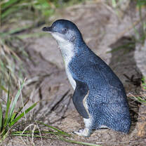 Penguins in Australia