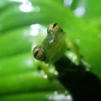 Glass frog