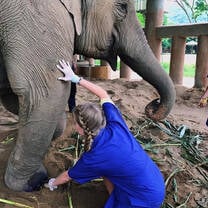 Vet student caring for elephant in Thailand