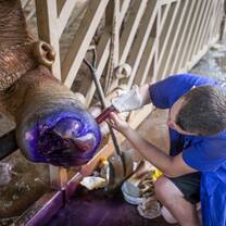 Vet student checking on elephant in Thailand