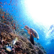 Some of the diving seasons