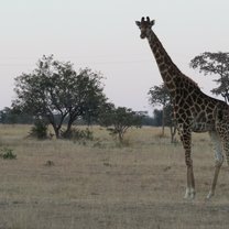 Giraffe 