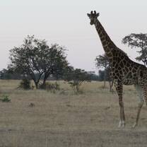 Giraffe 