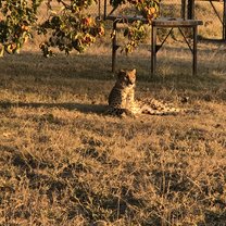 Cheetah 