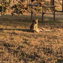 Cheetah 