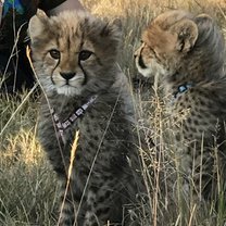 Working with cubs 