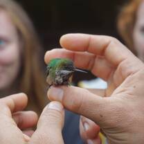 Caring for a hummingbird 