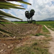 heart shaped tree formation at An Giang provience
