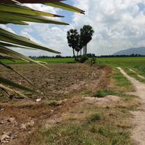 heart shaped tree formation at An Giang provience