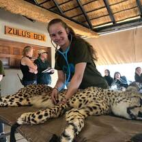 Cheetah heartbeat