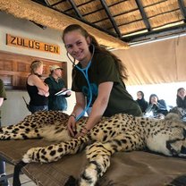 Cheetah heartbeat