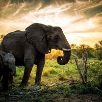 Wildlife Photography and Conservation in South Africa Wildlife Photography and Conservation in South Africa