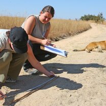 Hands on Lion Rehabilitation with African Impact in Zambia Hands on Lion Rehabilitation with African Impact in Zambia