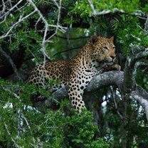 African Big 5 & Wildlife Conservation in South Africa African Big 5 & Wildlife Conservation in South Africa