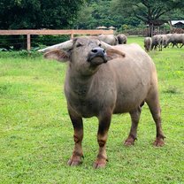 Buffalo