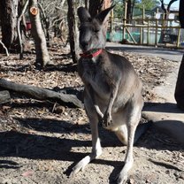 Kangaroo