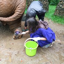 Elephant medicine