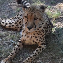 Cheetah